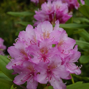 Rhododendron macrophylla